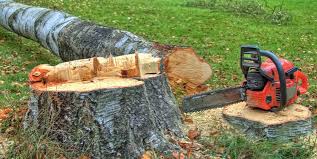 Reliable Bridgeport, TX Tree Services Solutions