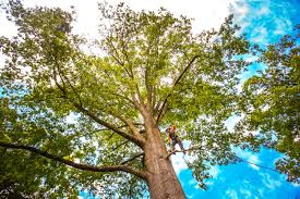 Best Tree Cabling and Bracing  in Bridgeport, TX