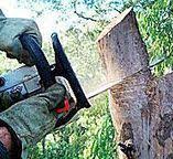 Best Emergency Tree Removal  in Bridgeport, TX