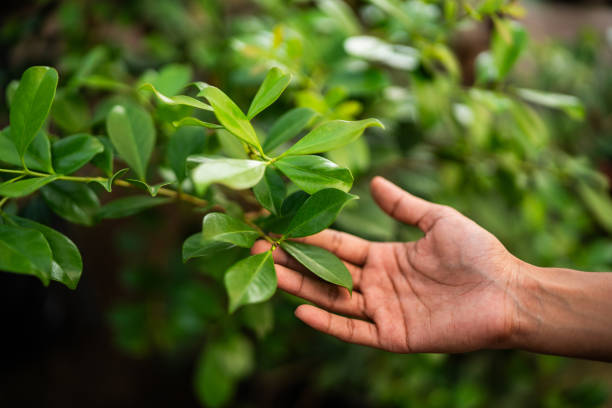 Best Fruit Tree Pruning  in Bridgeport, TX
