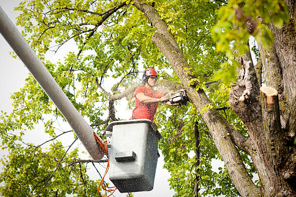 Best Firewood Processing and Delivery  in Bridgeport, TX